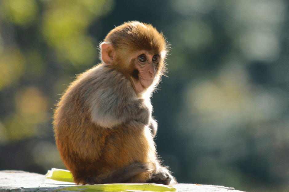 monkey-natal-coat