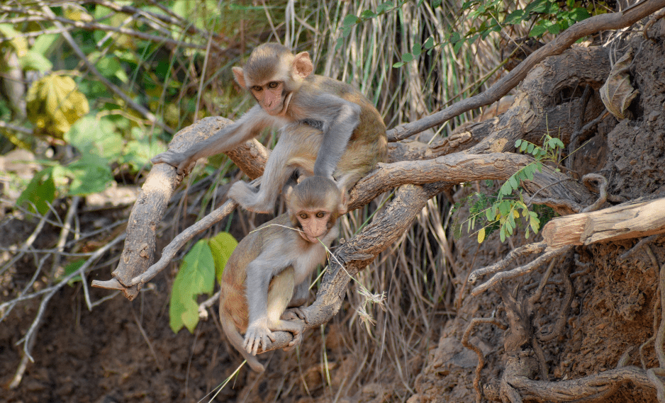 monkeys-playing