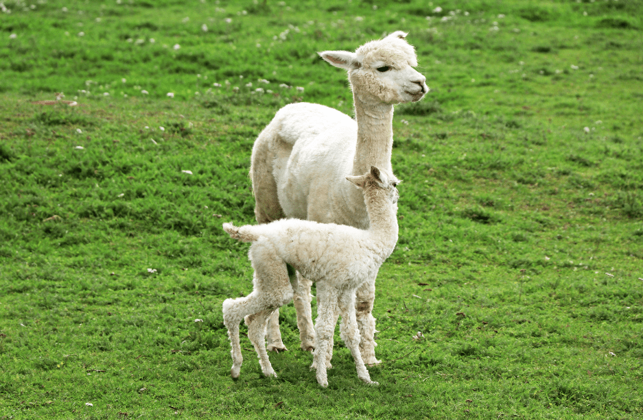mother-and-baby-alpaca