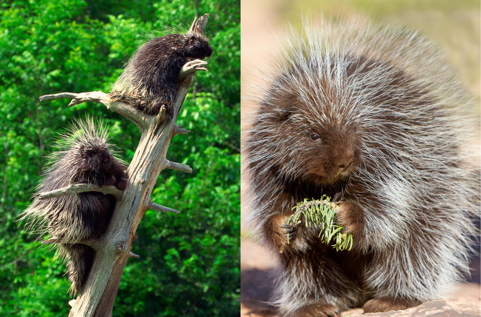 old-world-porcupine-new-world-porcupine