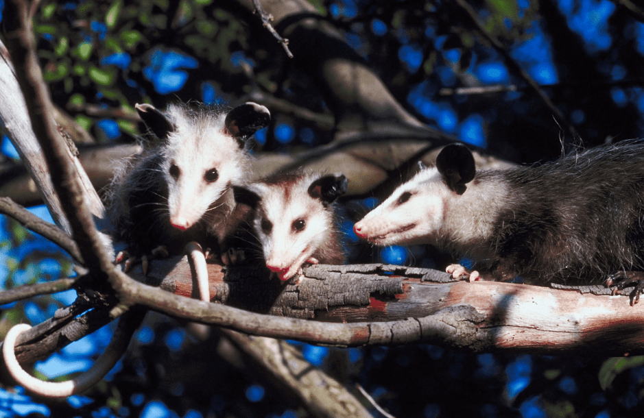 opossum-joeys-7538513