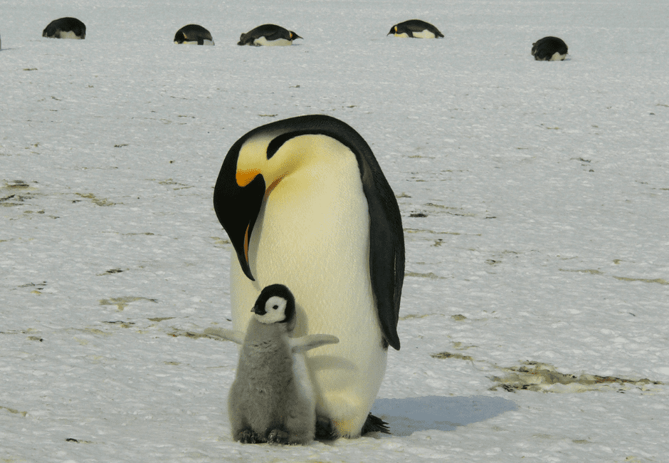 penguin-chick-with-parent