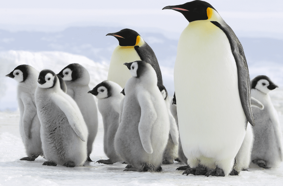 penguin-huddle