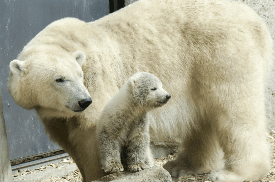 polar-bear-mother-and-cub