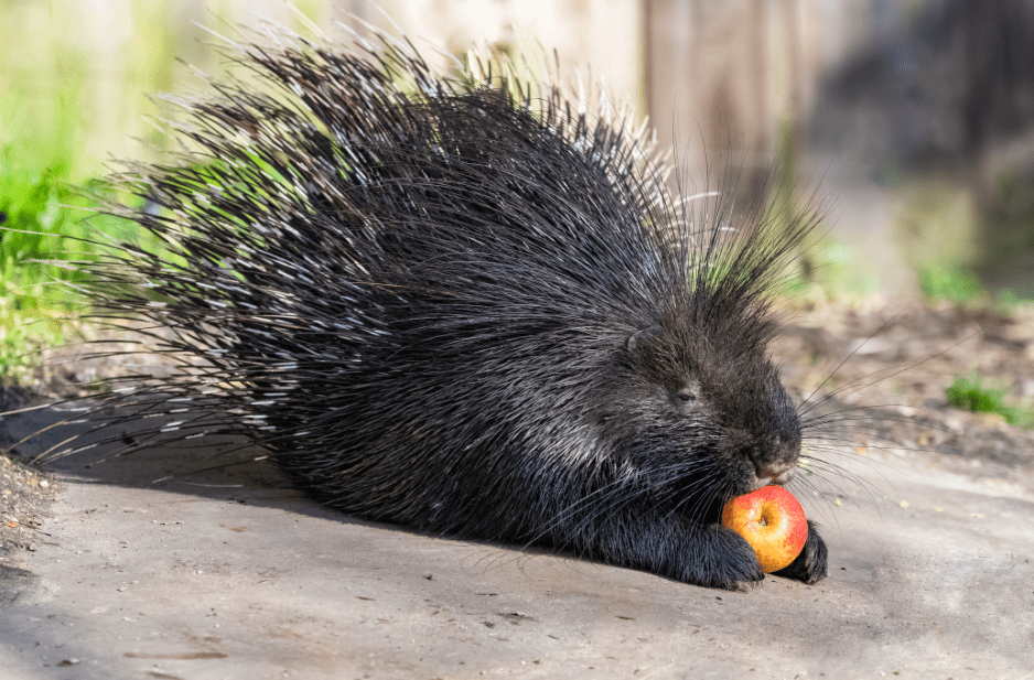 porcupine-eating