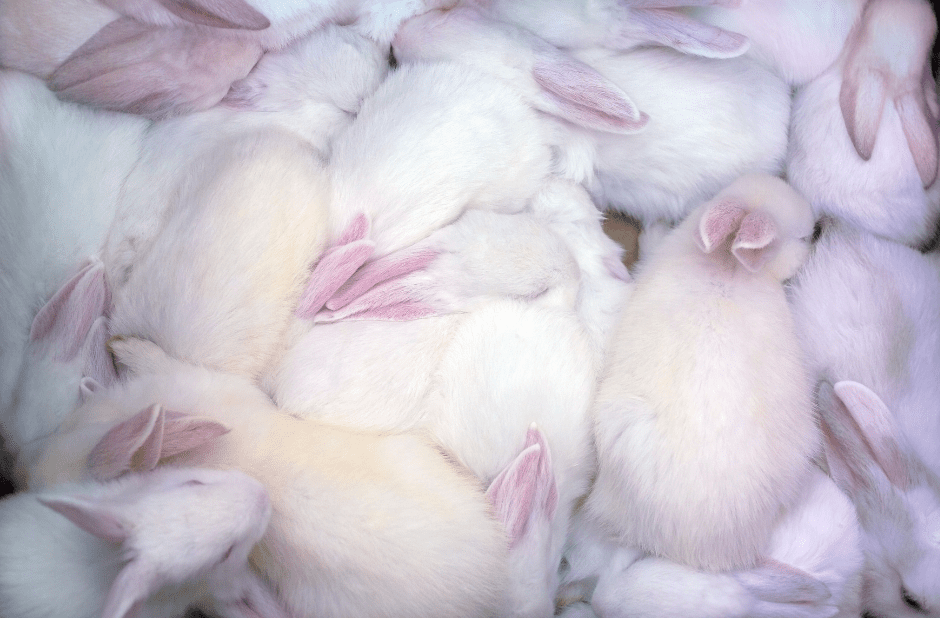 rabbit-kittens-huddled-together