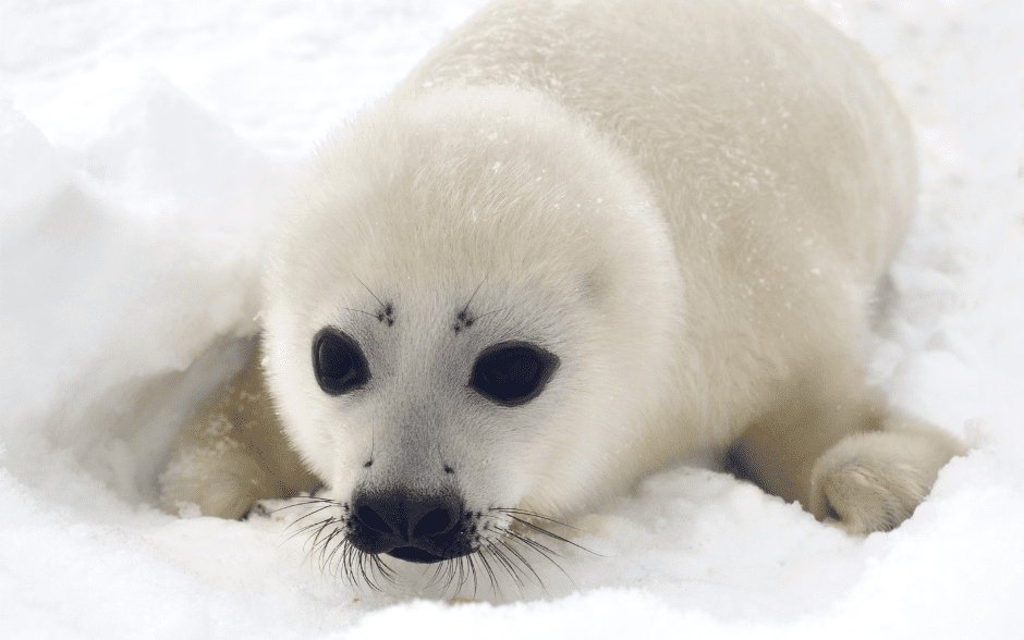 seal-baby