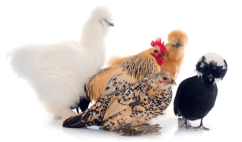 small-chicken-breeds