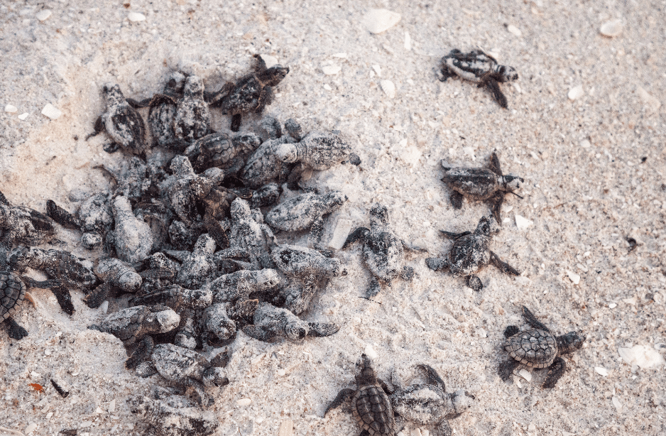 snapping-turtle-hatchlings