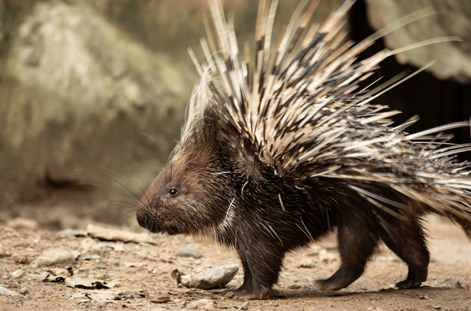 threatened-porcupine