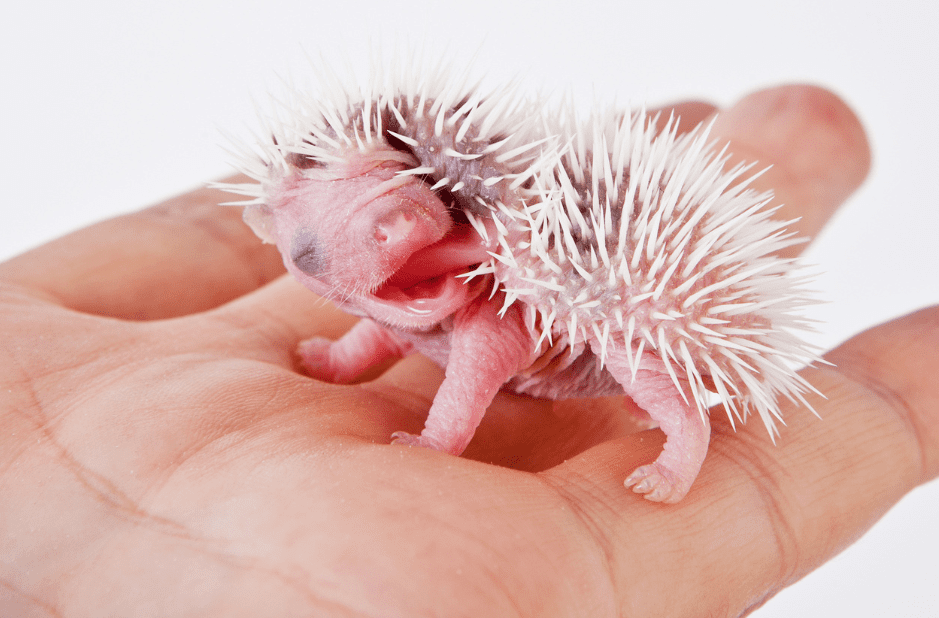 tiny-hedgehog