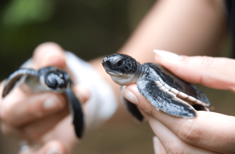 turtle-hatchlings