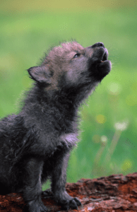Wolf Pup Wonders - 7 Amazing Baby Wolf Facts & FAQs - Animal Corner