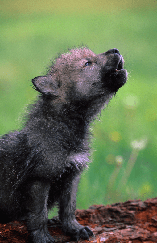 wolf-pup-howling
