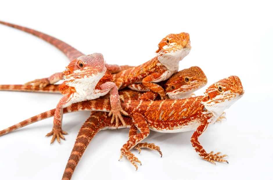young-bearded-dragons