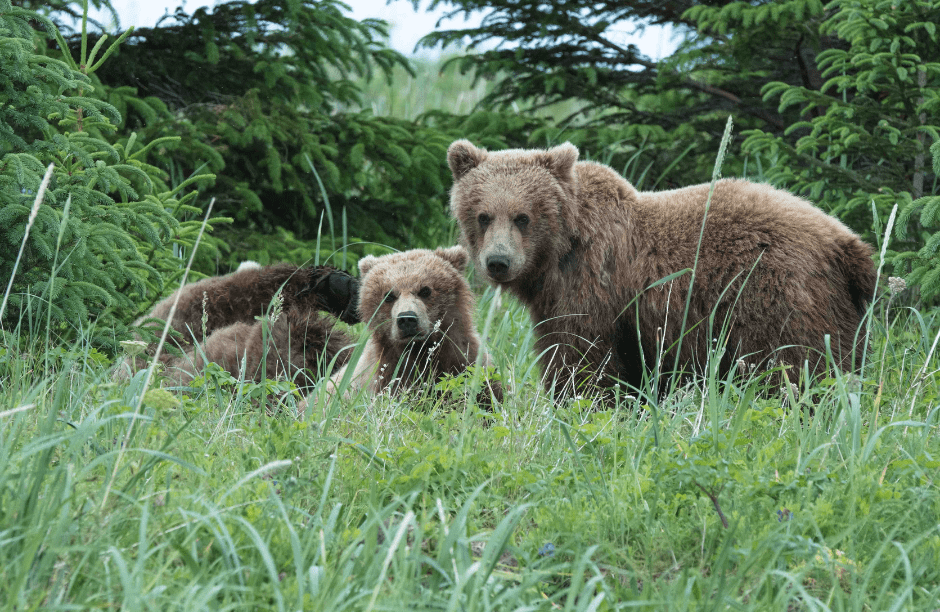 young-brown-bears