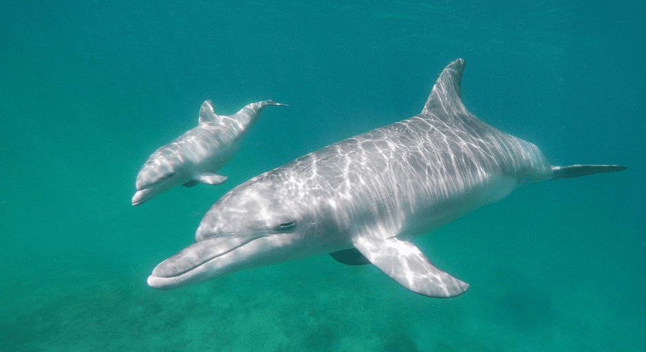 young-dolphins