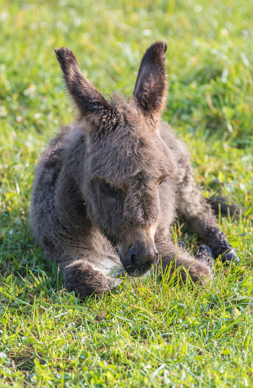 young-donkey