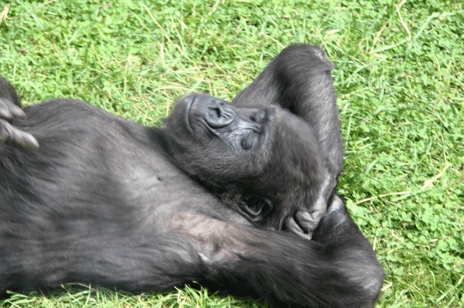 young-gorilla-resting-1617125