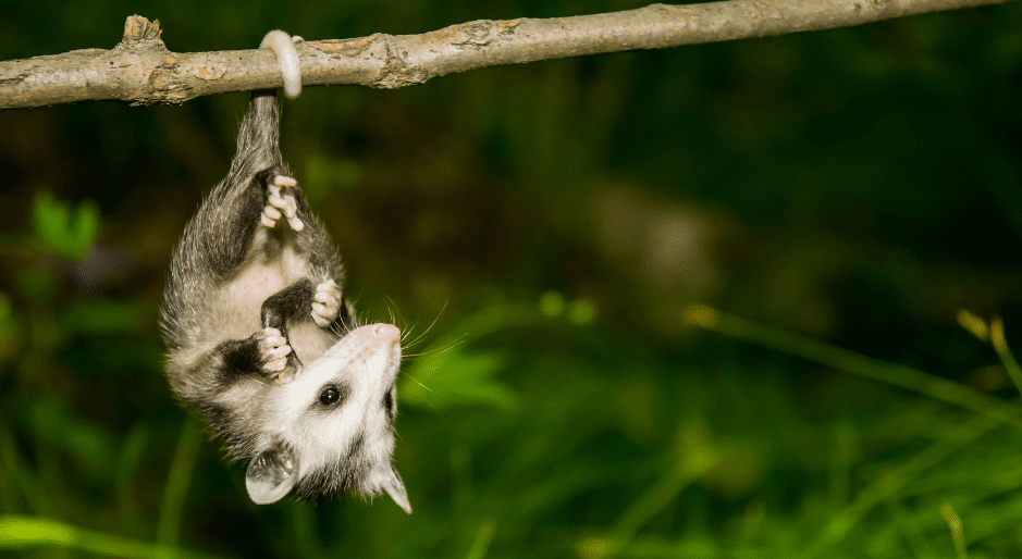 young-opossum