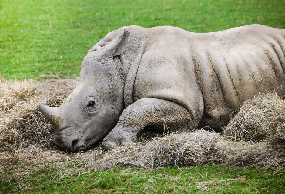 young-rhino