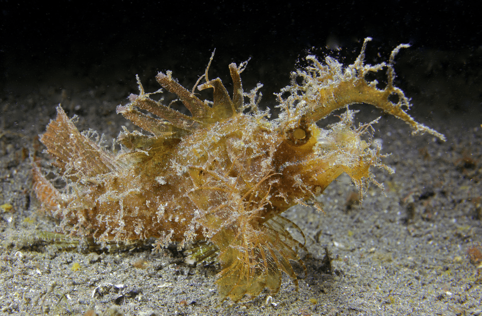 ambon-scorpionfish