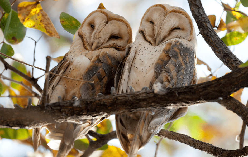 barn-owls-1185750
