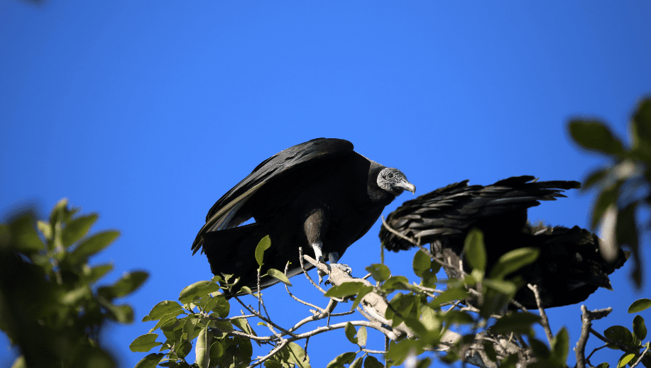 black-vultures-5931696