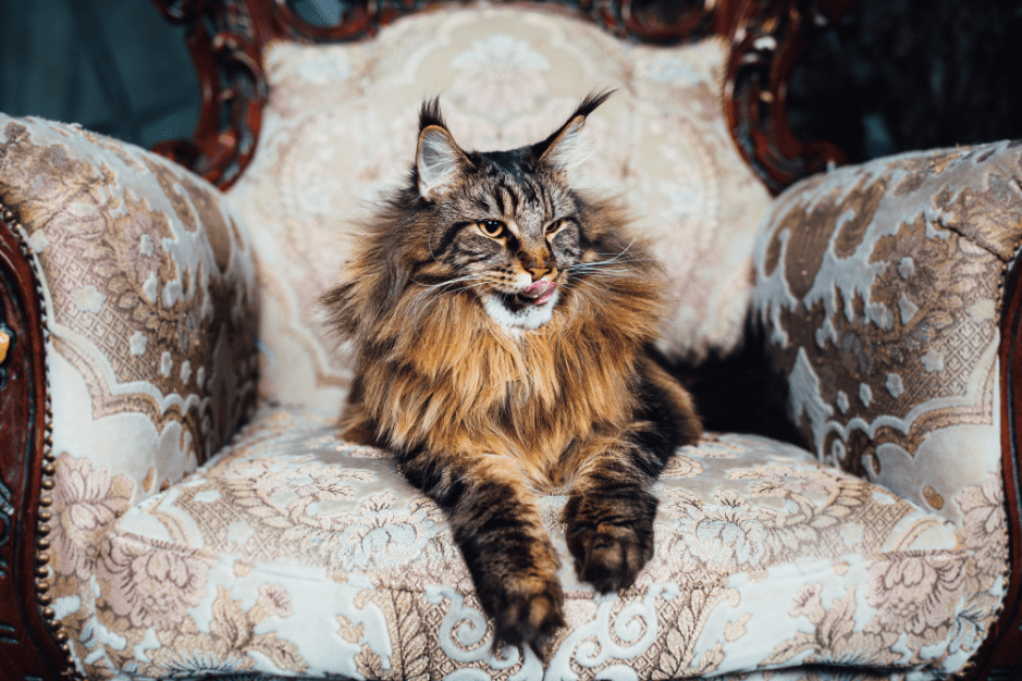 brown-maine-coon-2302444