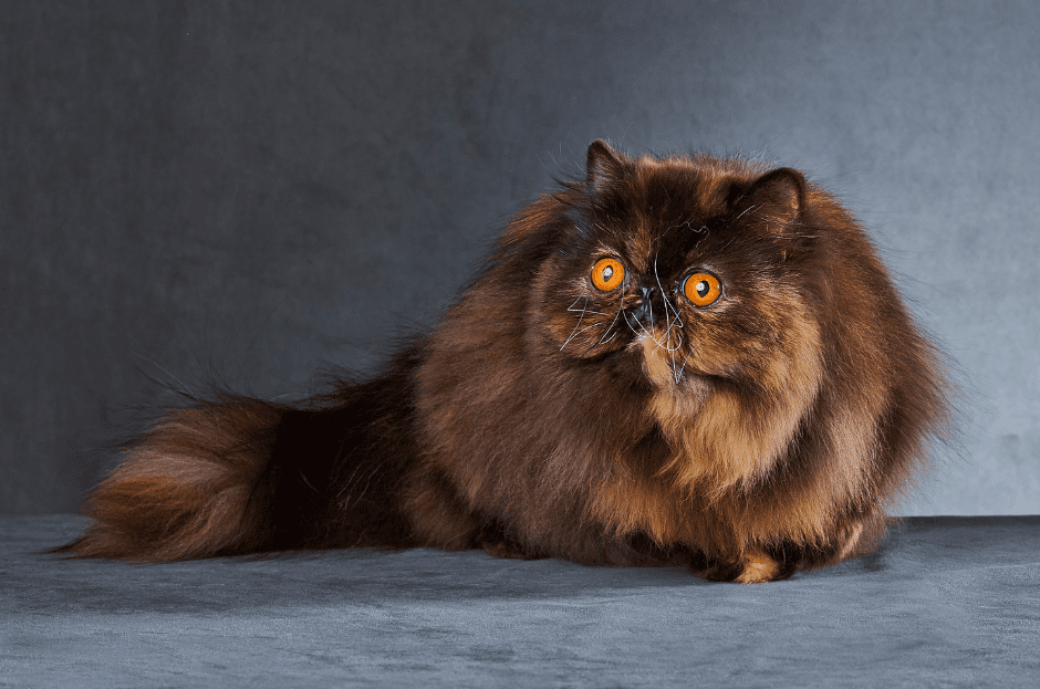 brown-persian-cat-6132502