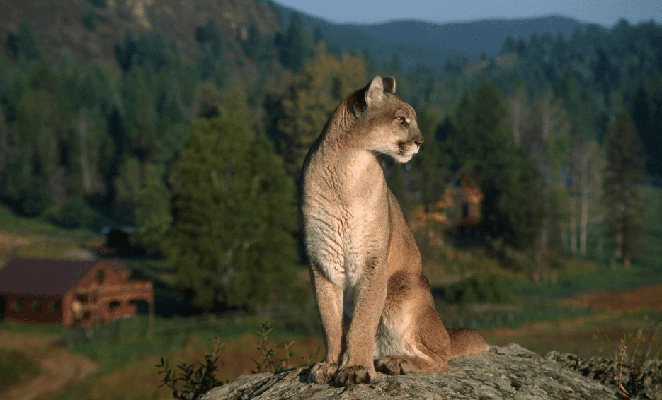 cougar-mountain-lion-4954131