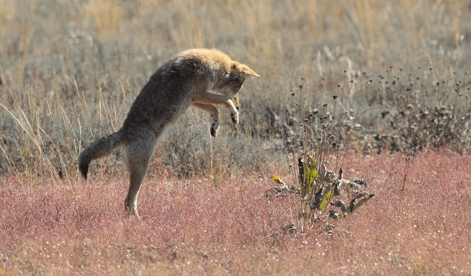 coyote-leaping-3287676