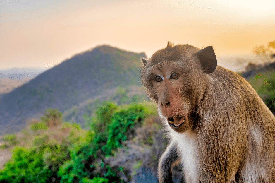 crab-eating-macaque-7588495