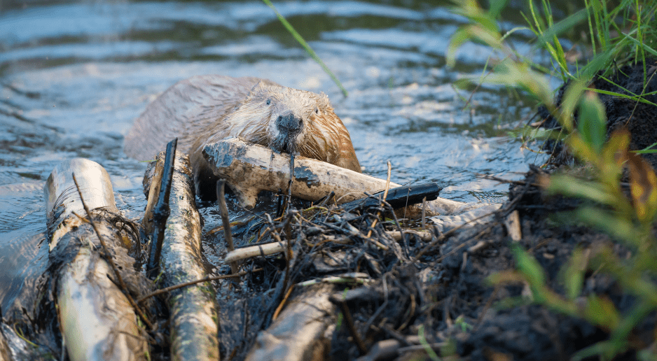 eurasian-beaver-engineering