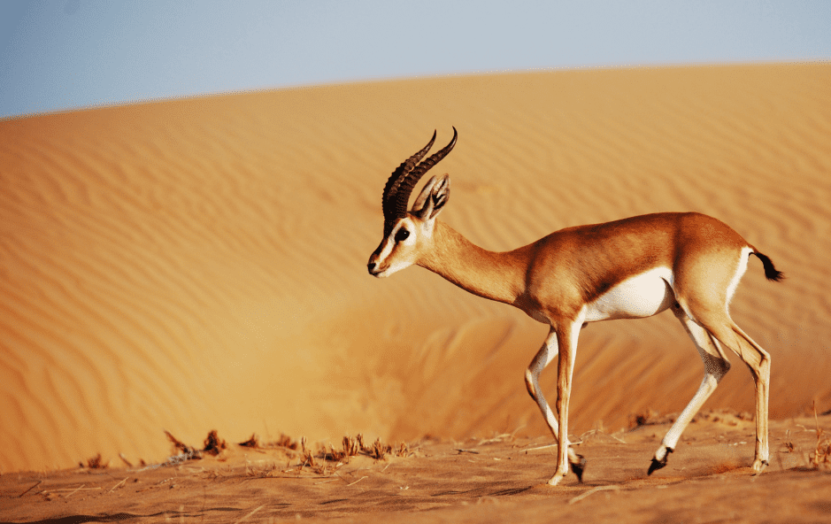 gazelle