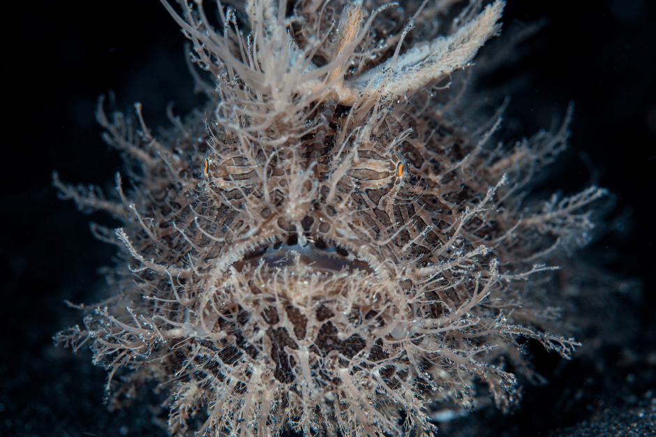 hairy-frogfish