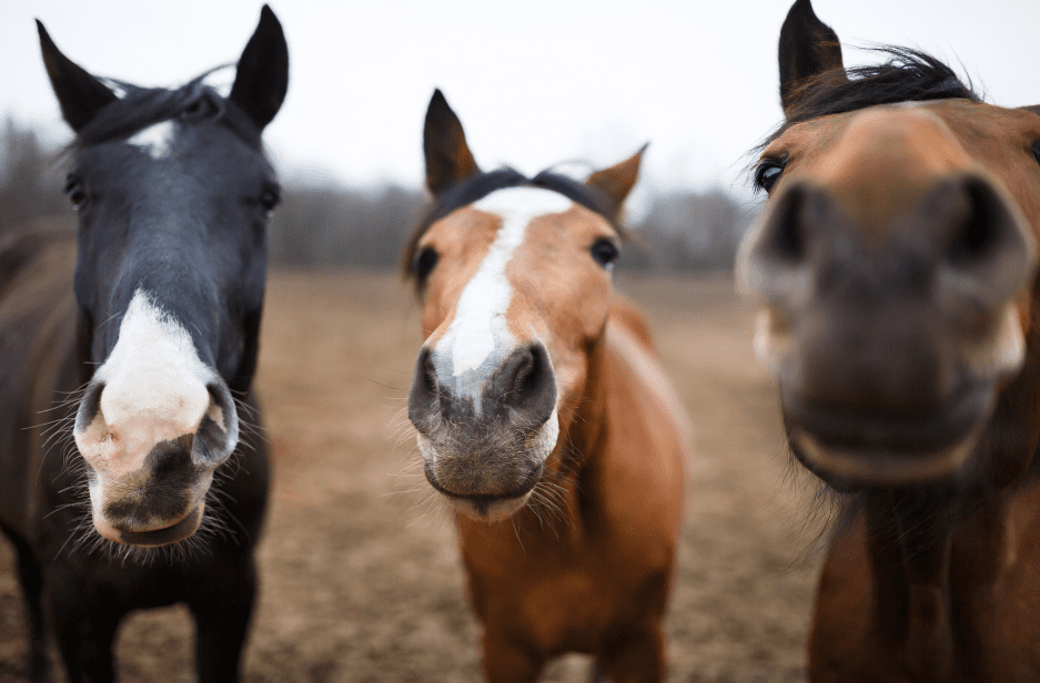 Сколько живут лошади? Фото: https://animalcorner.org/blog/horse-lifespan/