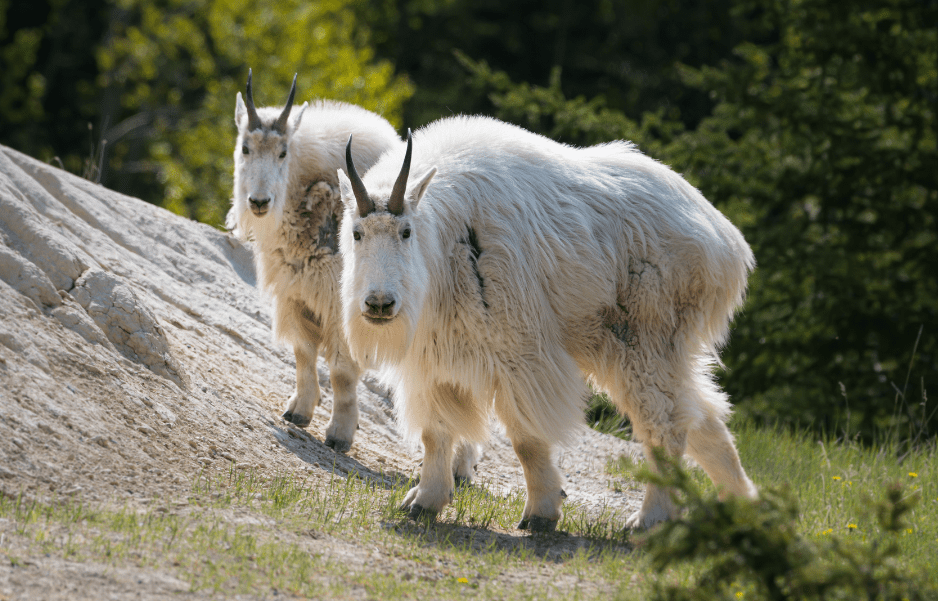 mountain-goat-6506541