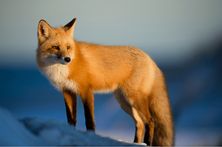 red-fox-6062091