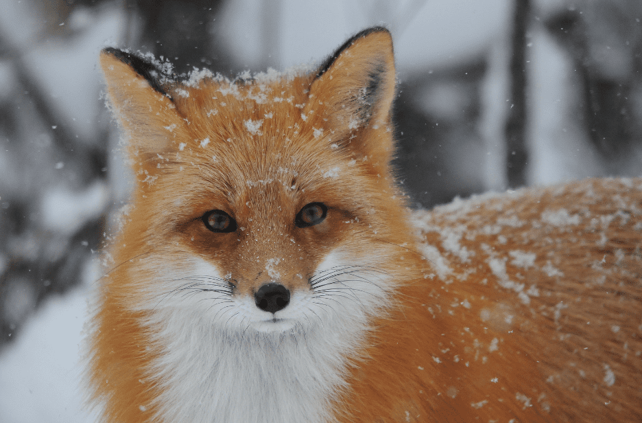 red-fox2-8675381