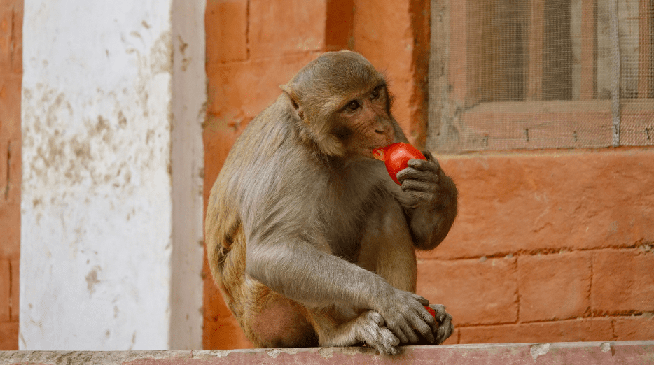 rhesus-macaque-3189115