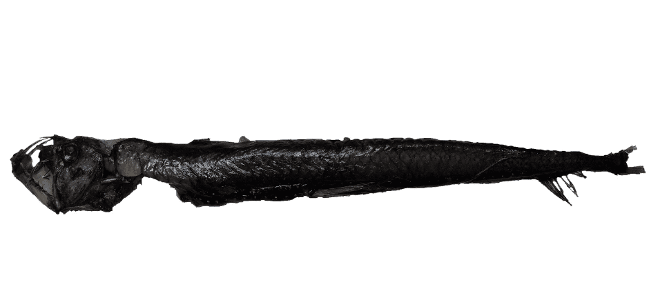 sloanes-viperfish