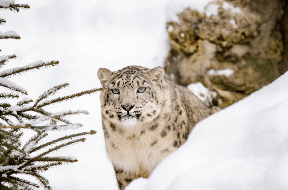 snow-leopard-in-mountains