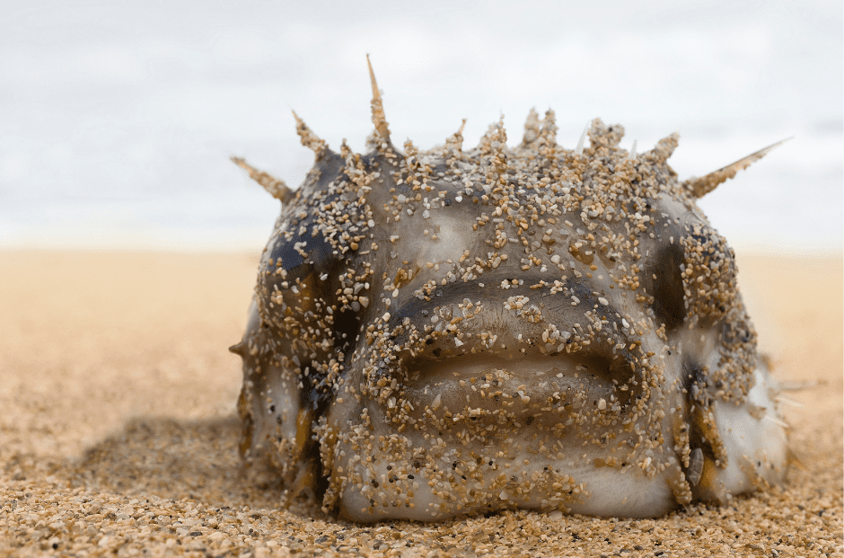 30 Ugly Fish We Can't Stop Looking At