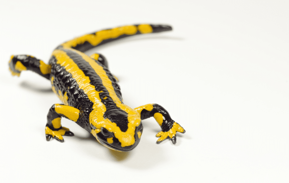 yellow-striped-fire-salamander-7102427