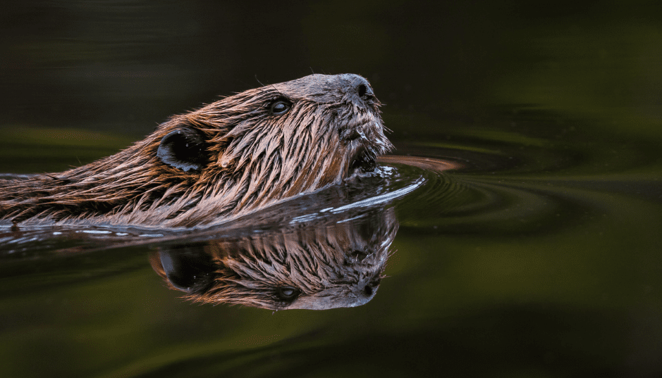 north-american-beaver-swimming