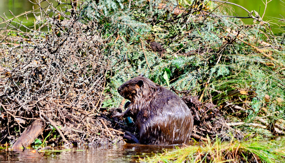 american-beaver-lodge-7184205