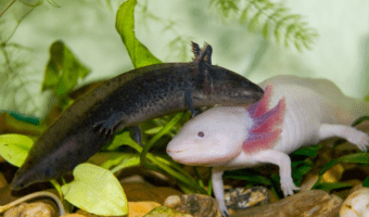 axolotl-colors