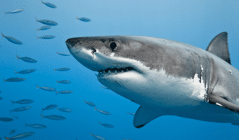 big-great-white-shark-8816941