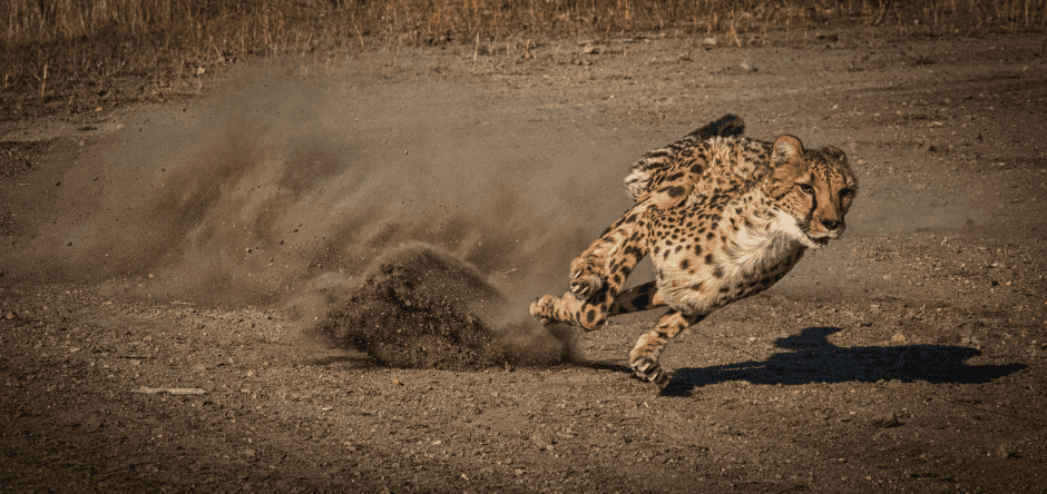 cheetah-running-9046239